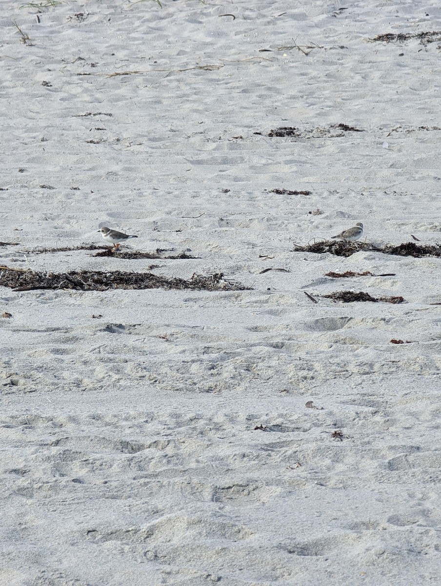 Piping Plover - ML519462561