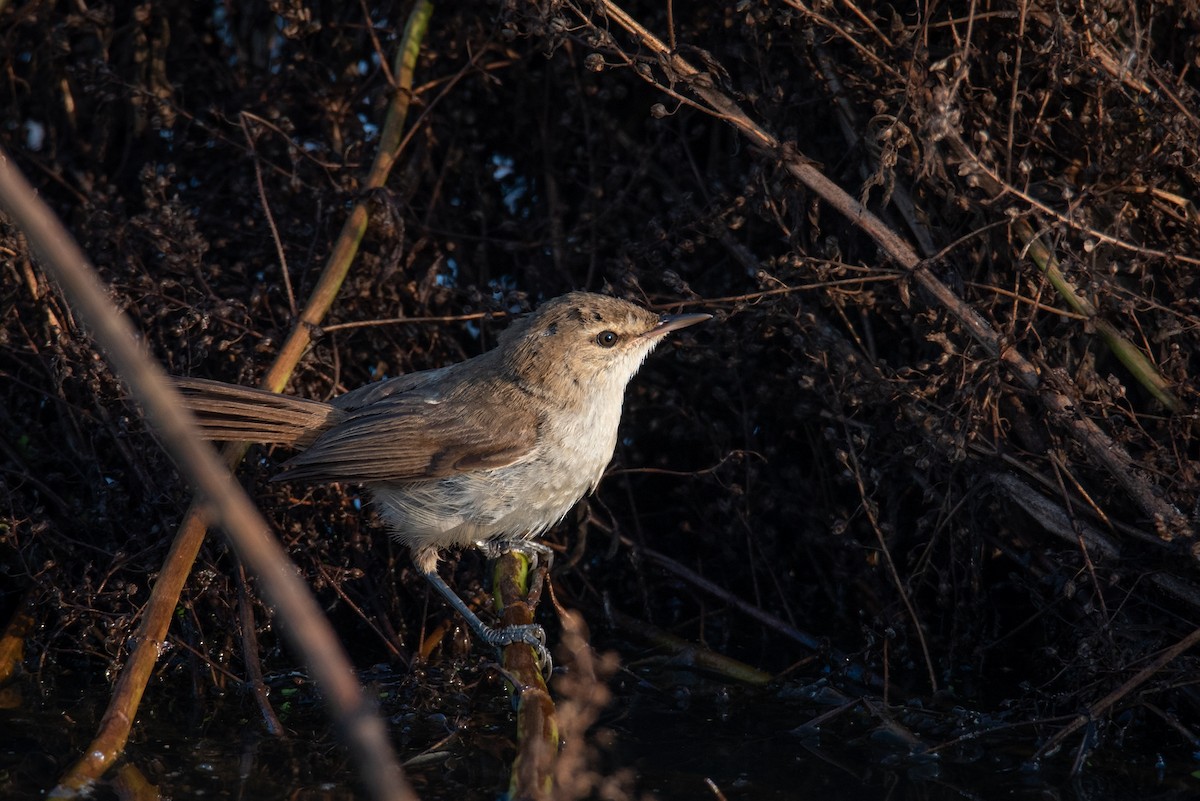 Lesser Swamp Warbler - ML519462671