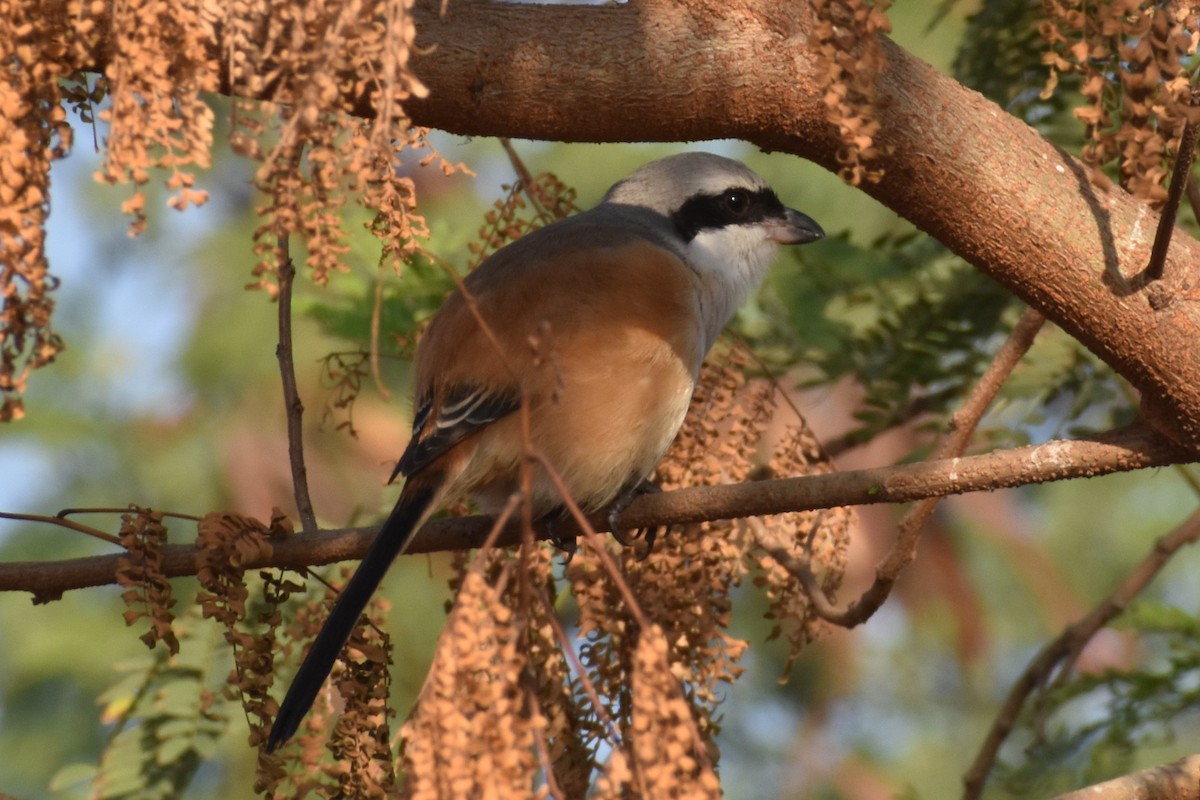 Long-tailed Shrike - ML519463791