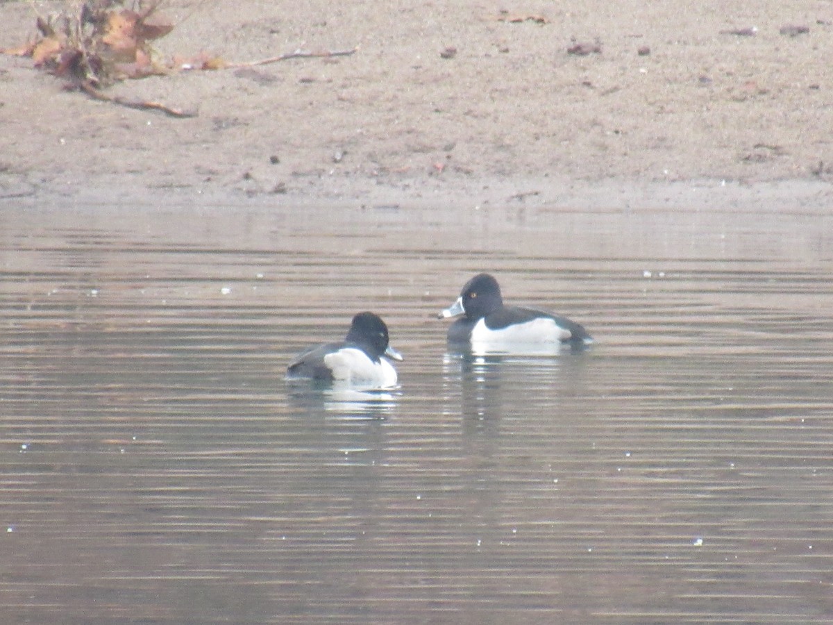 環頸潛鴨 - ML519464501