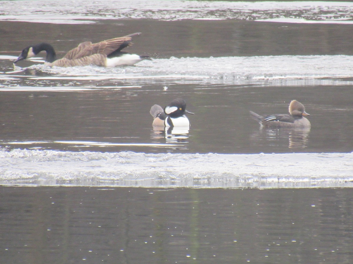 Hooded Merganser - ML519464581