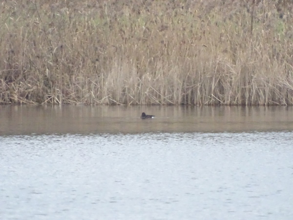 Ferruginous Duck - ML519465031