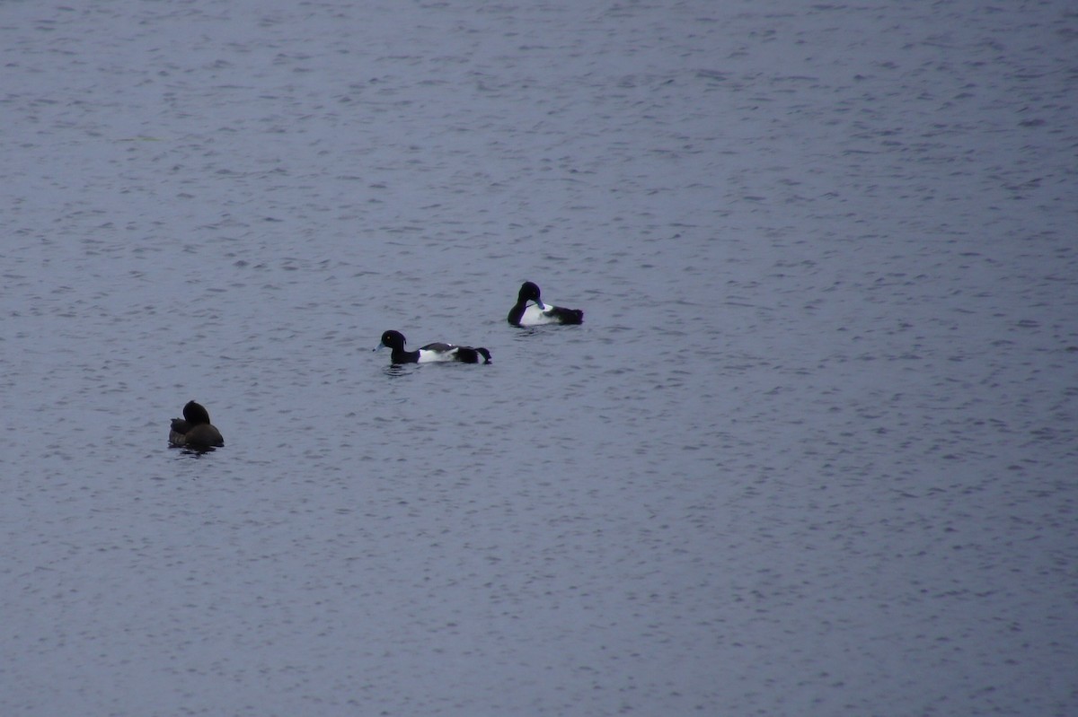 Tufted Duck - ML519467661