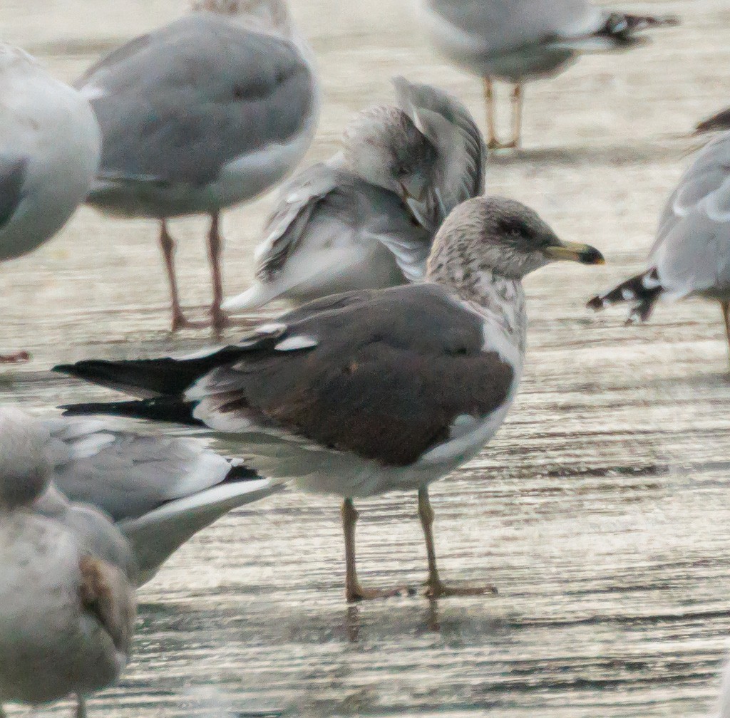 Lesser Black-backed Gull - ML519467861