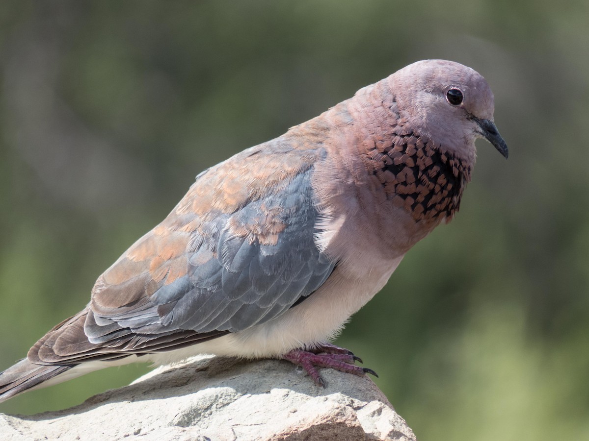 Laughing Dove - ML51946831