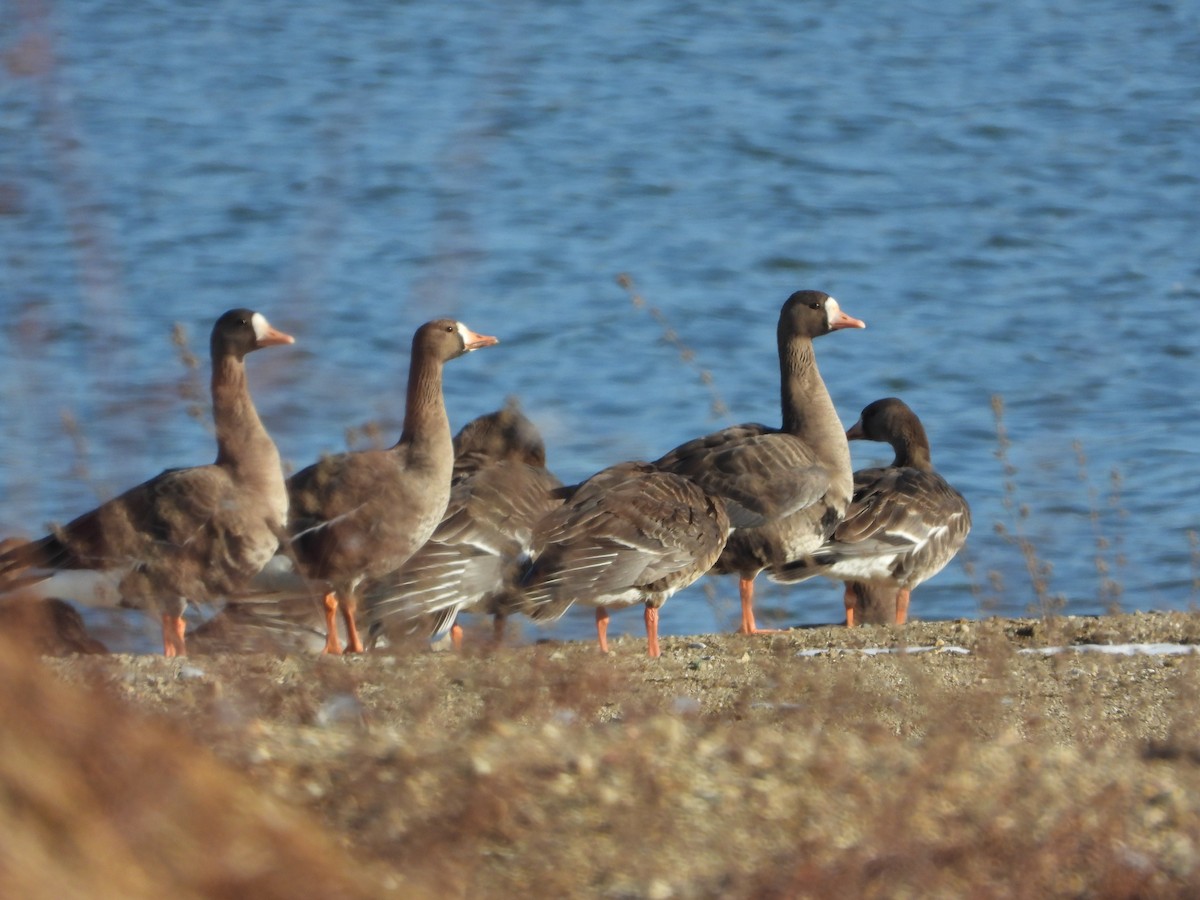 Greater White-fronted Goose - ML519471271