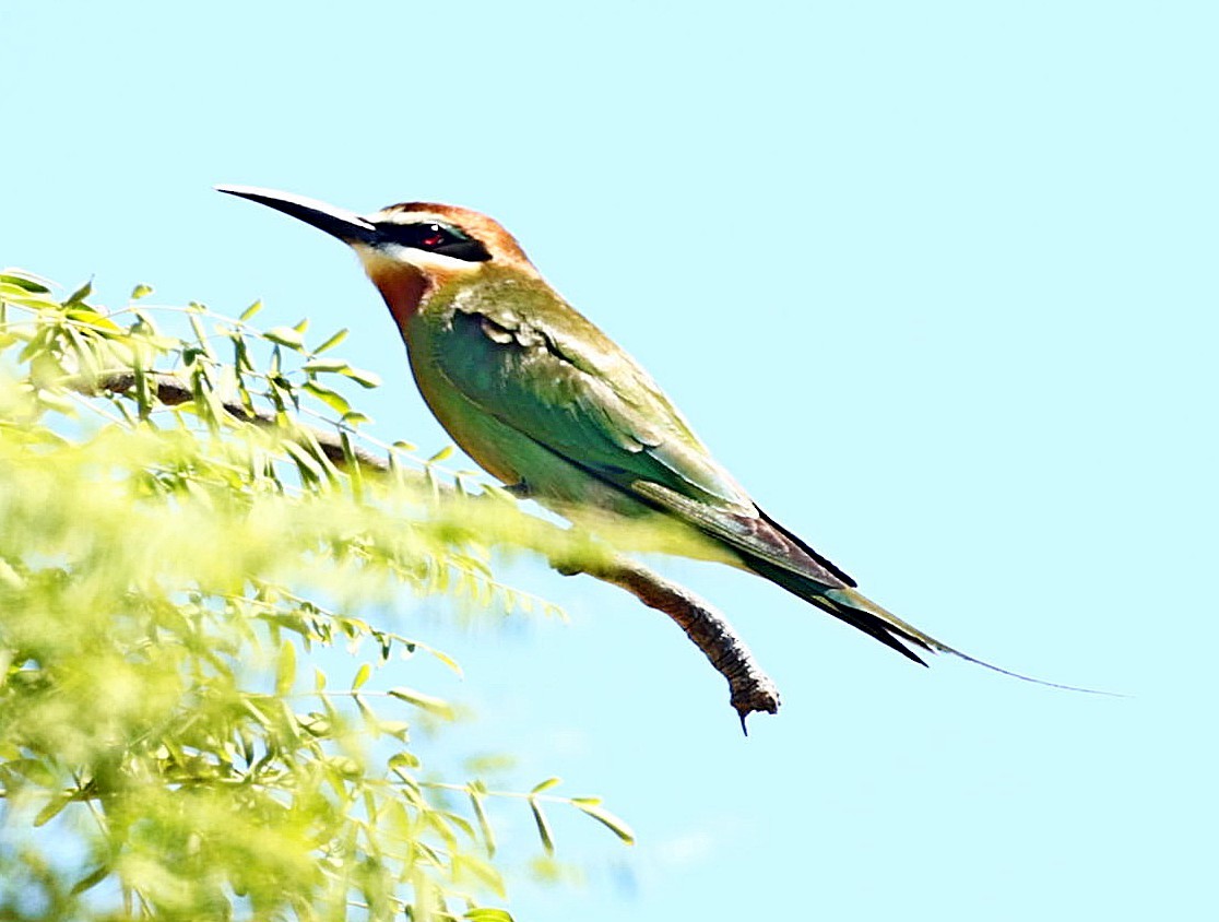 Madagascar Bee-eater - ML519471731