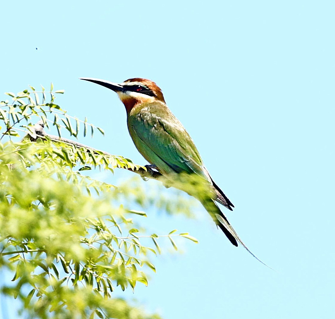 Madagascar Bee-eater - ML519471741