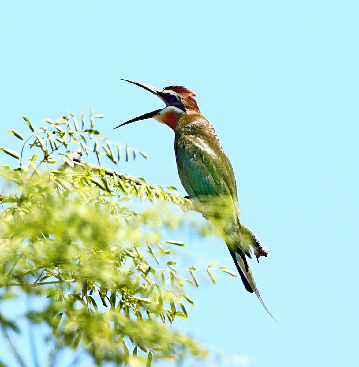 Madagascar Bee-eater - ML519471751