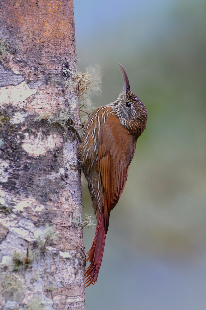 Montane Woodcreeper - ML519472501