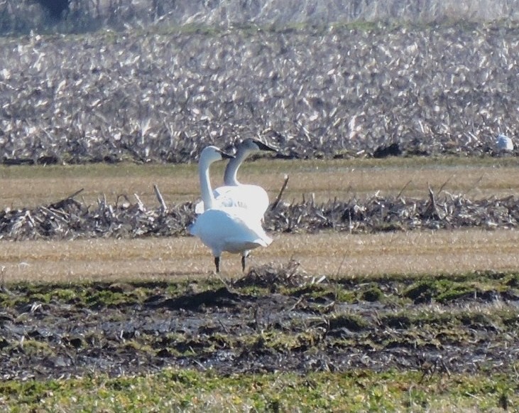 Tundra Swan - Eric Michael