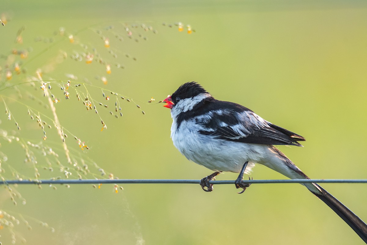 Pin-tailed Whydah - ML519473891