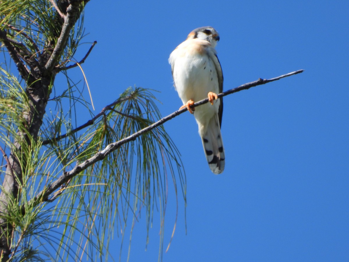 American Kestrel - ML519473921