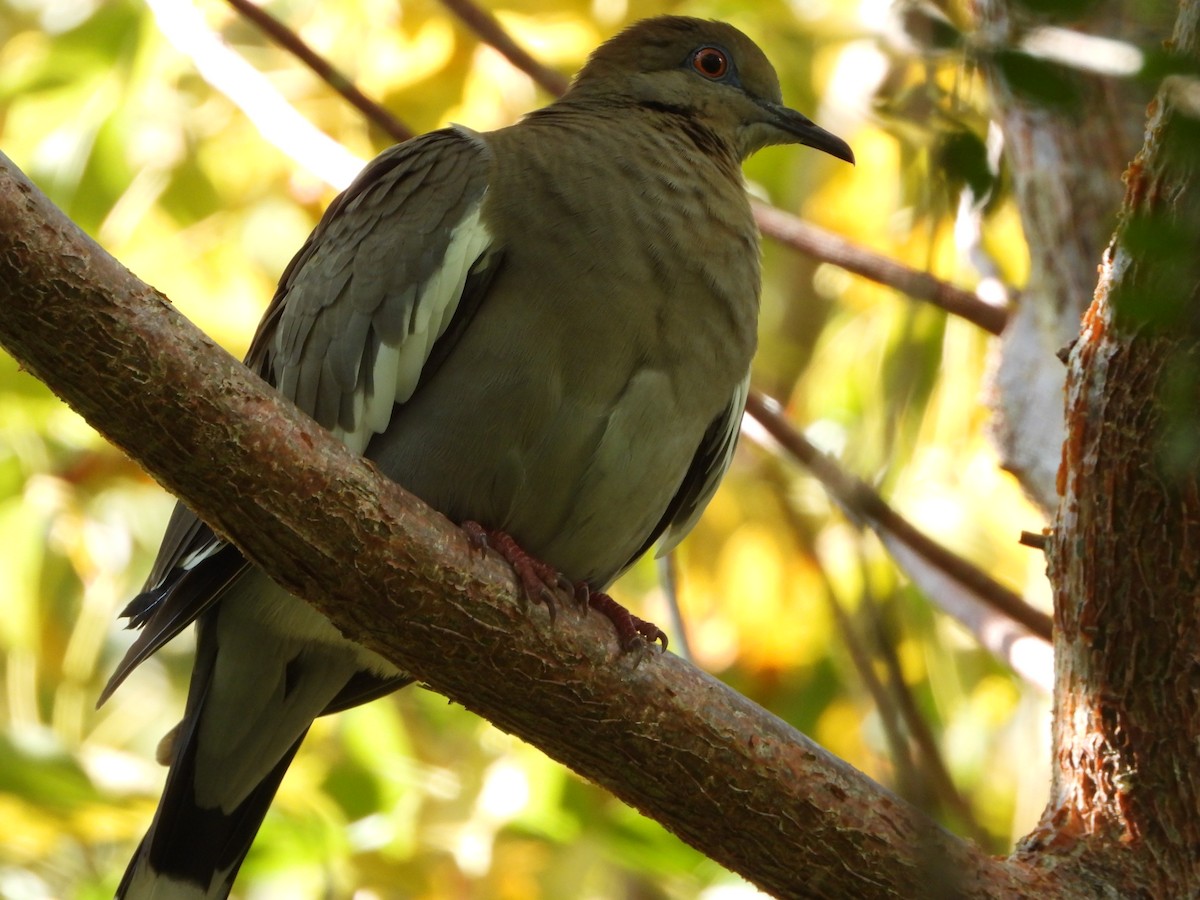 White-winged Dove - Steven Oxley