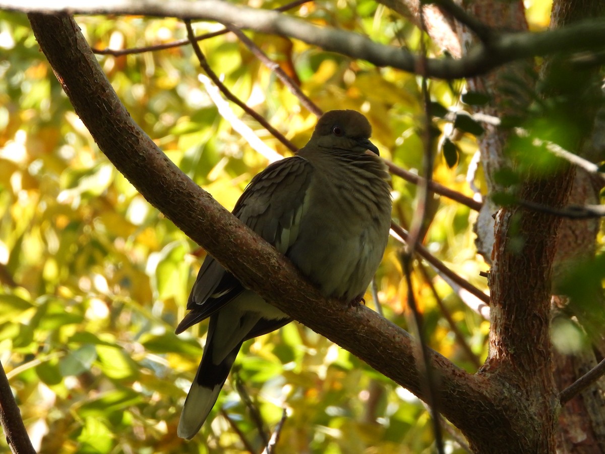 White-winged Dove - ML519474091