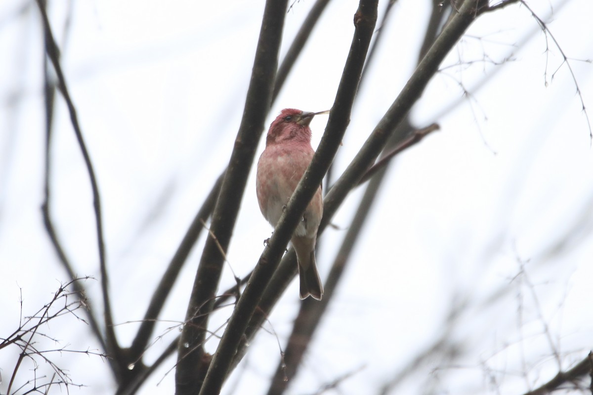 Purple Finch - ML519474381