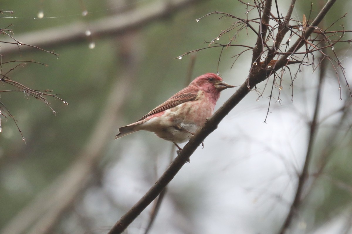 Purple Finch - ML519474391