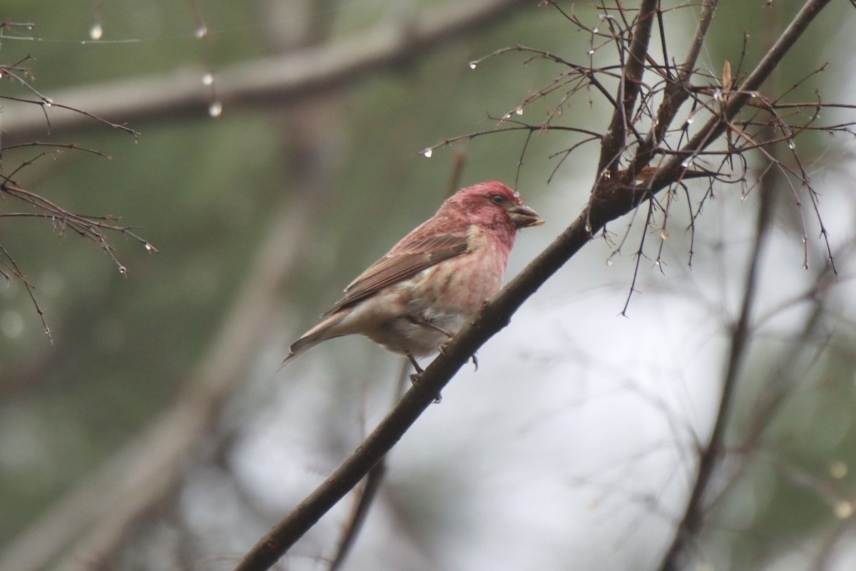 Purple Finch - ML519474401