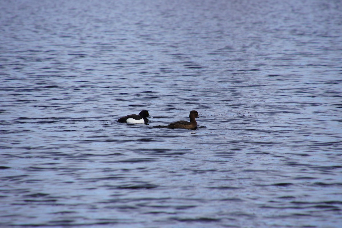 Tufted Duck - ML519475431