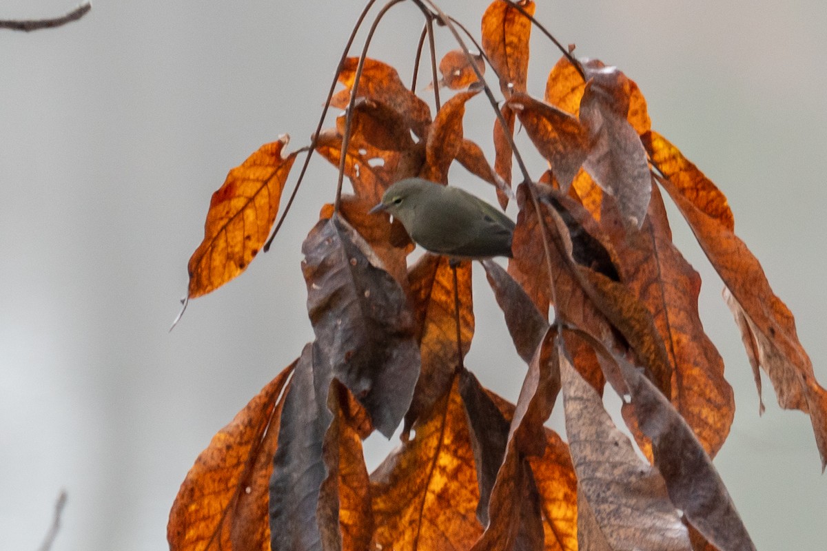 Orangefleck-Waldsänger - ML519476121