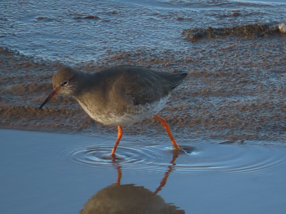 Common Redshank - ML519478331