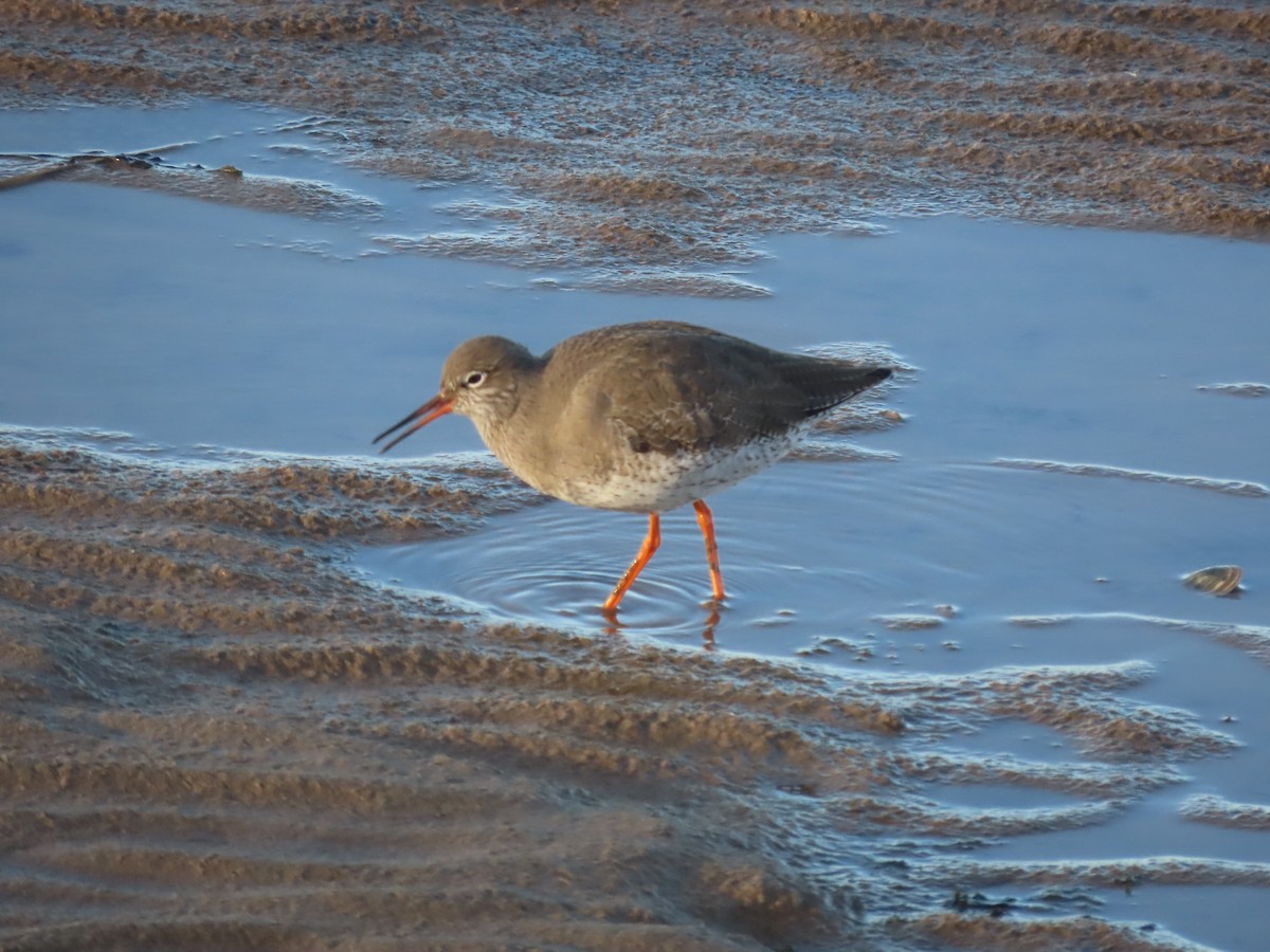 Common Redshank - ML519478351