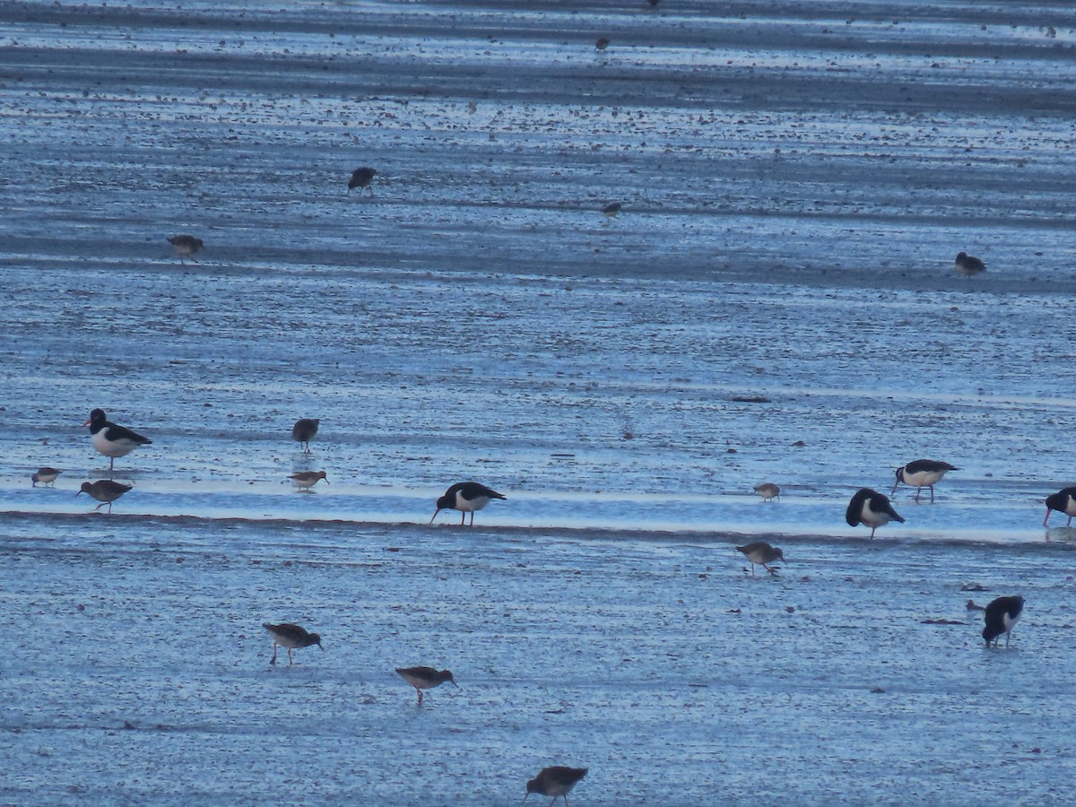 Common Redshank - ML519478361