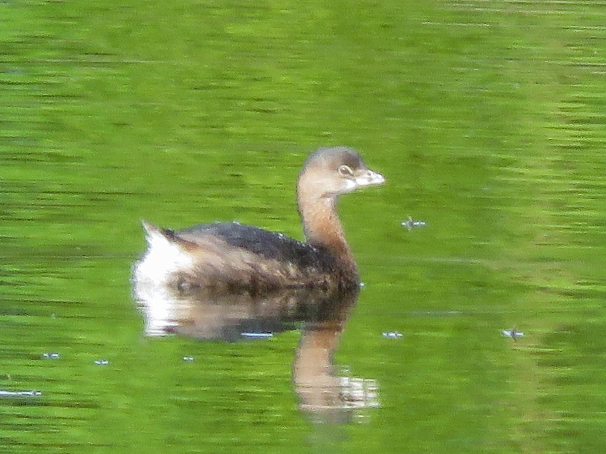 Pied-billed Grebe - ML519478371