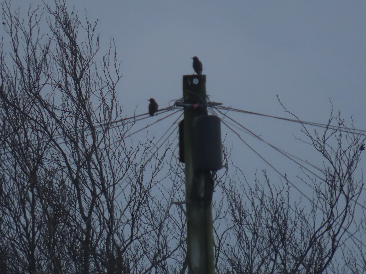 European Starling - ML519478511