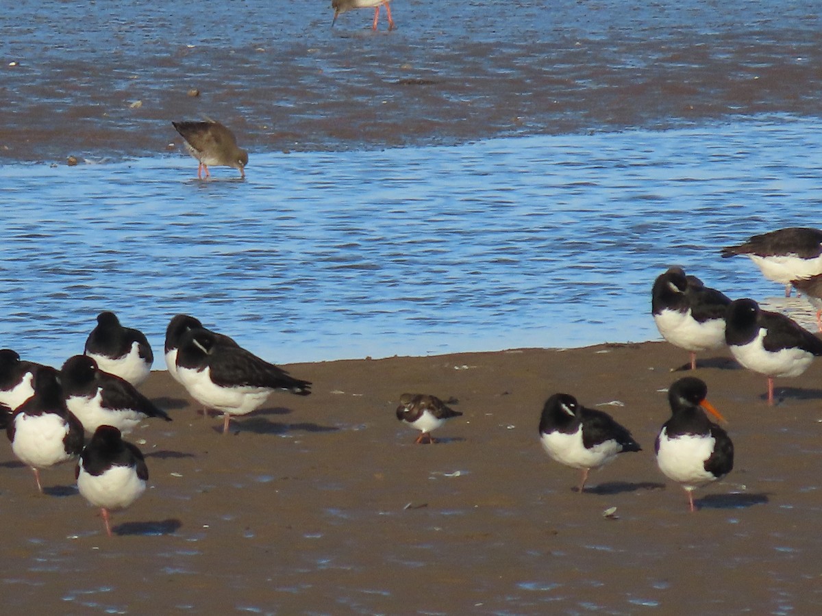 Ruddy Turnstone - ML519478651