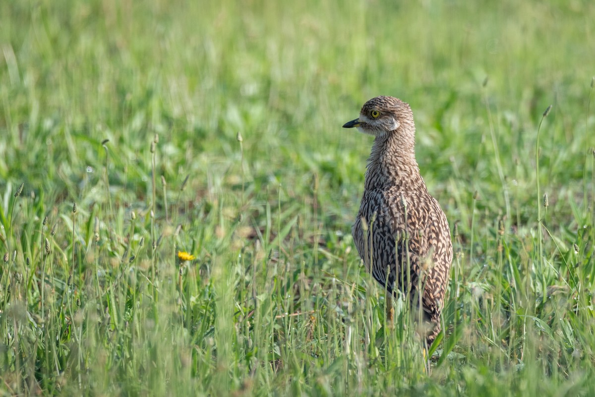 Spotted Thick-knee - ML519479051