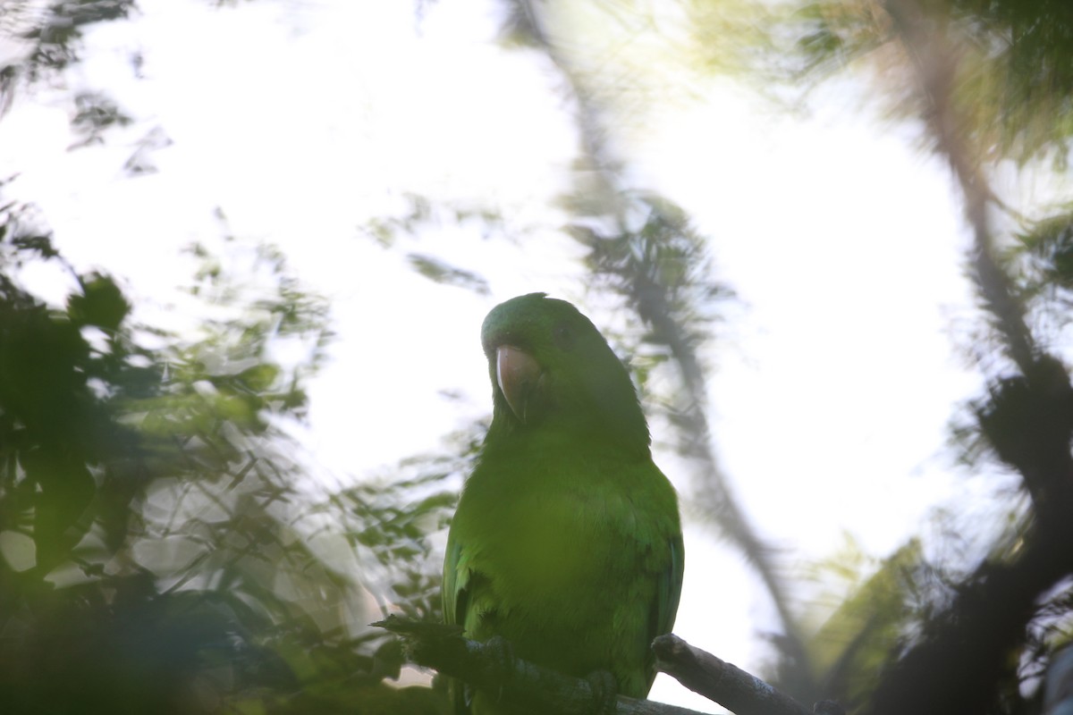 Socorro Parakeet - ML519479441