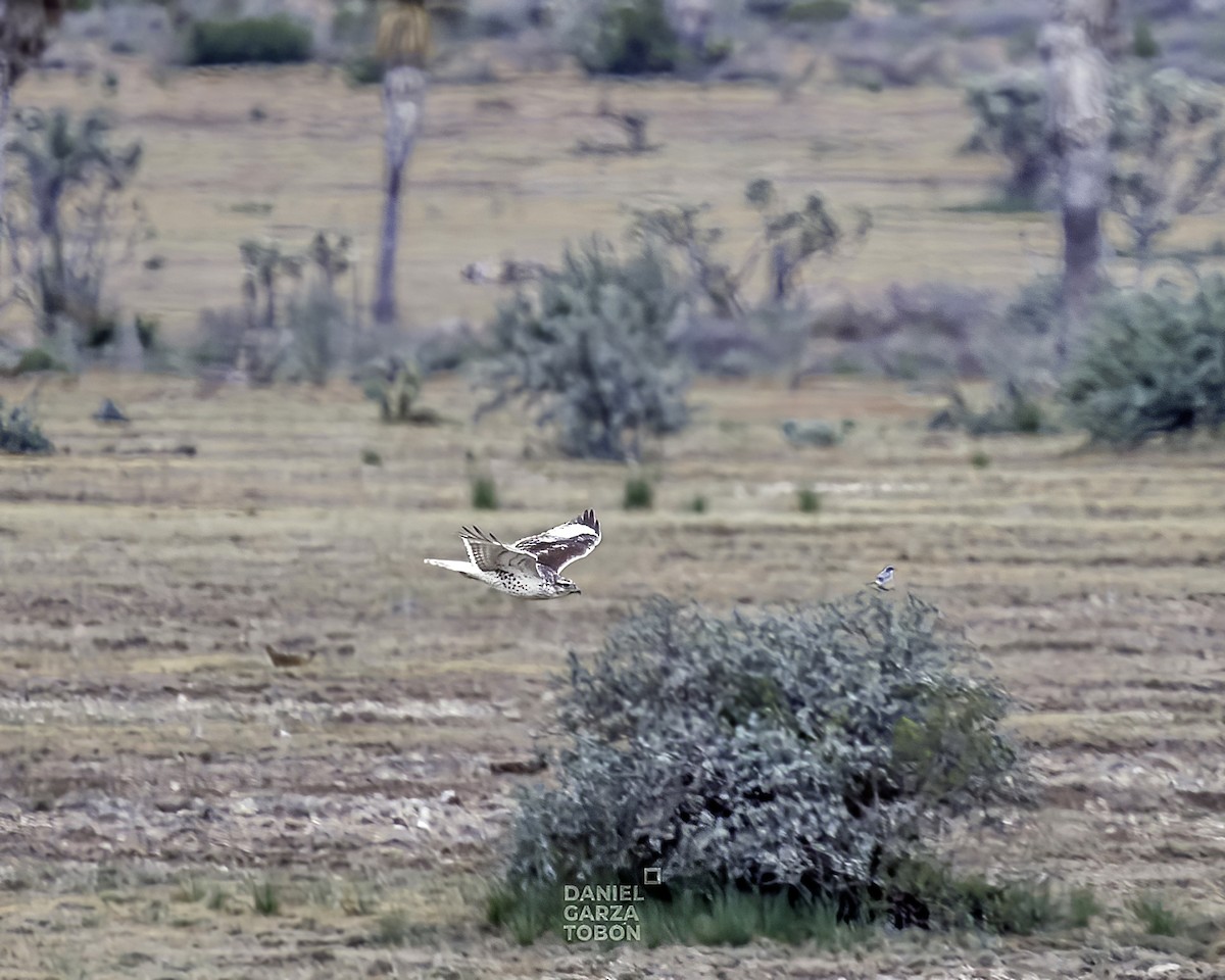 Königsbussard - ML519479861