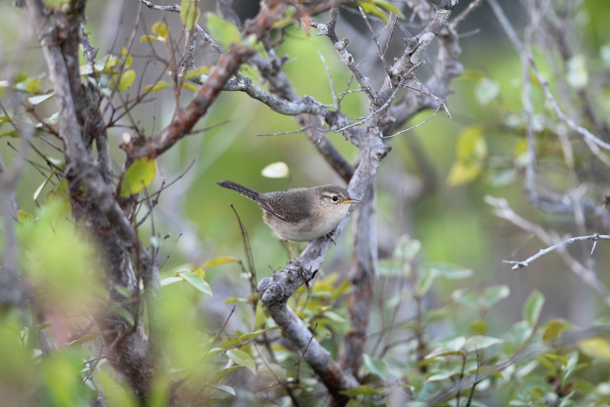 Socorro Wren - Enrique Flores García