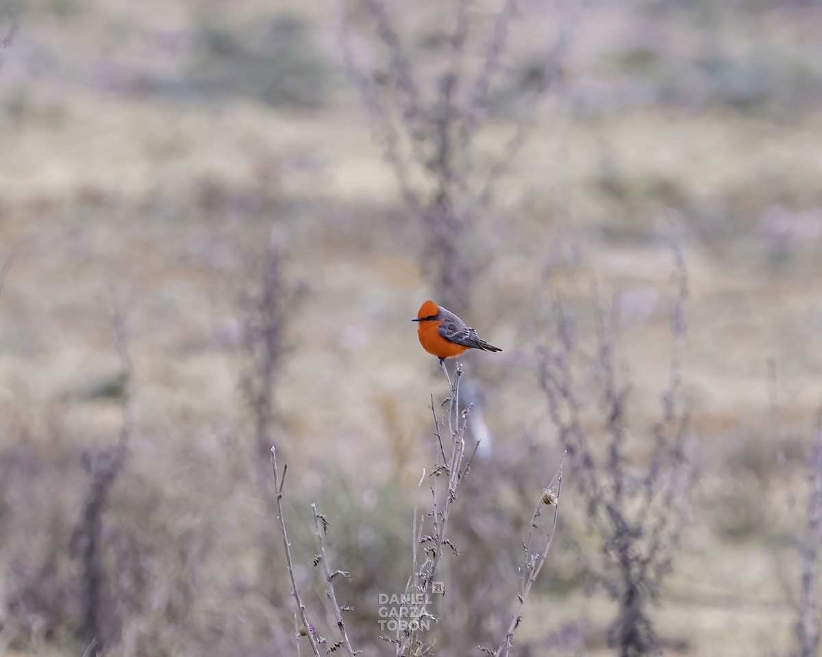 Vermilion Flycatcher - ML519480341