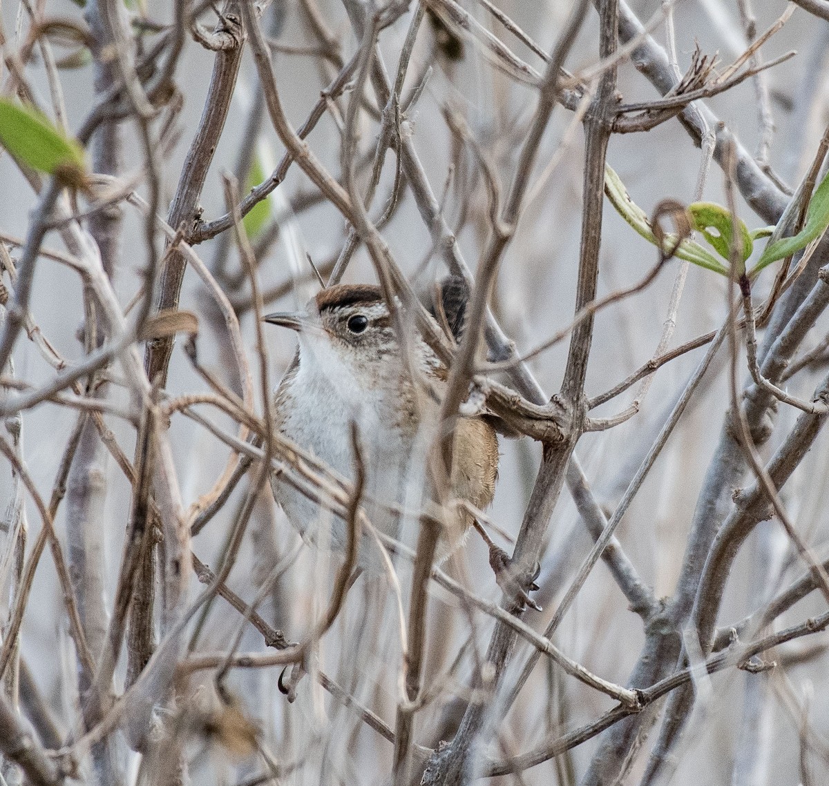 Marsh Wren - Liling Warren