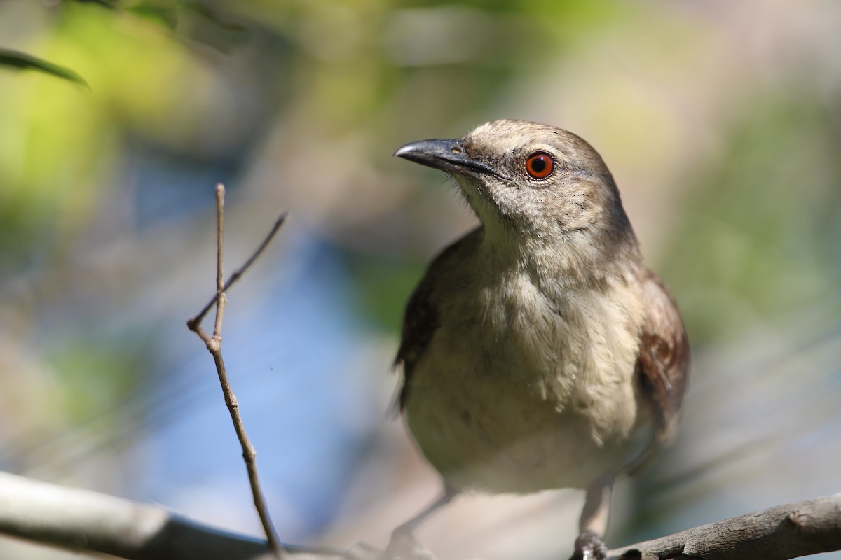 Socorro Mockingbird - ML519481151