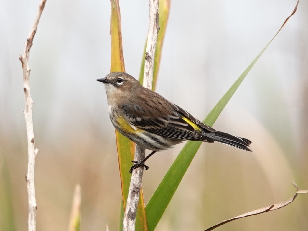 Yellow-rumped Warbler - Jose Gagnon