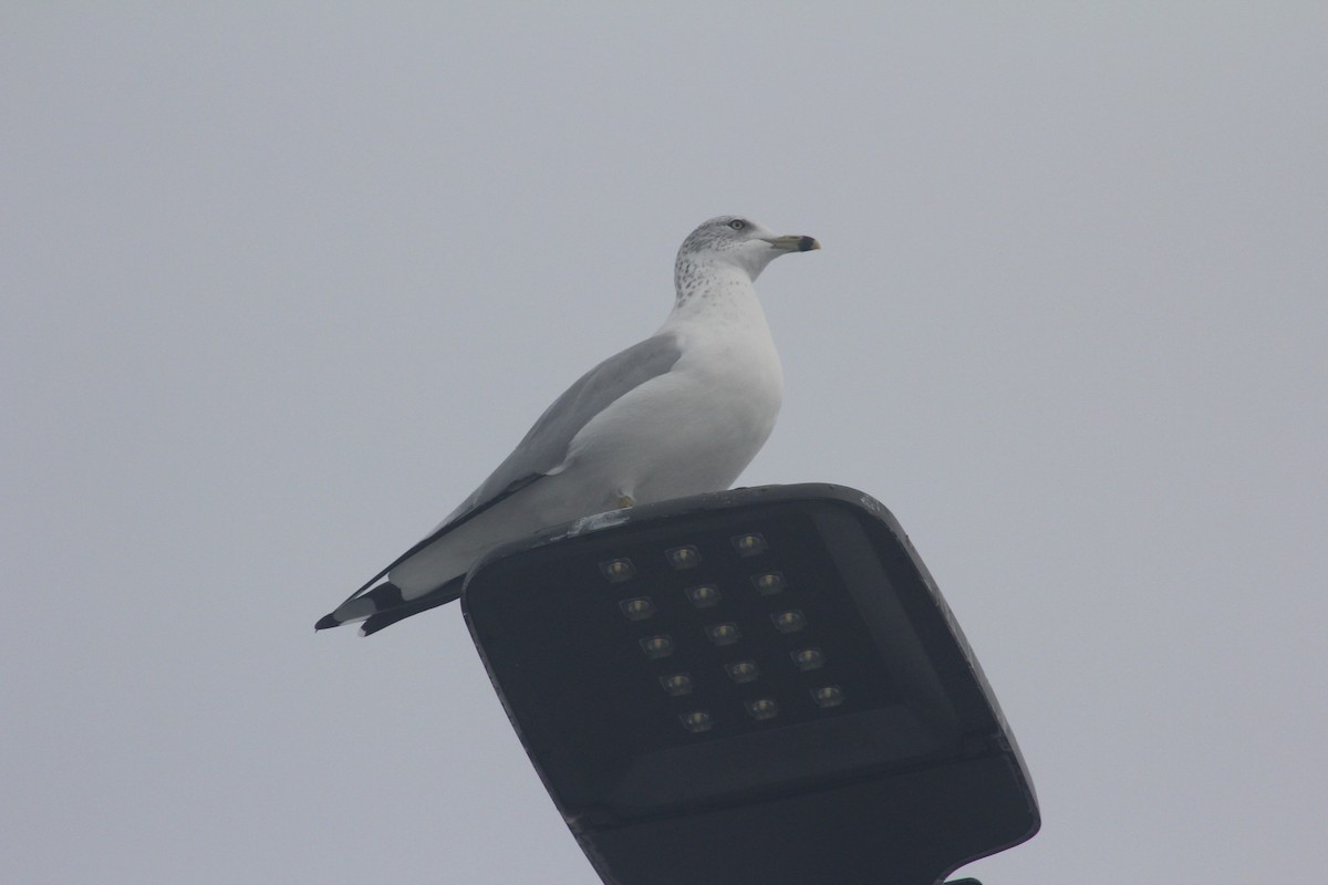 Ring-billed Gull - ML519481521