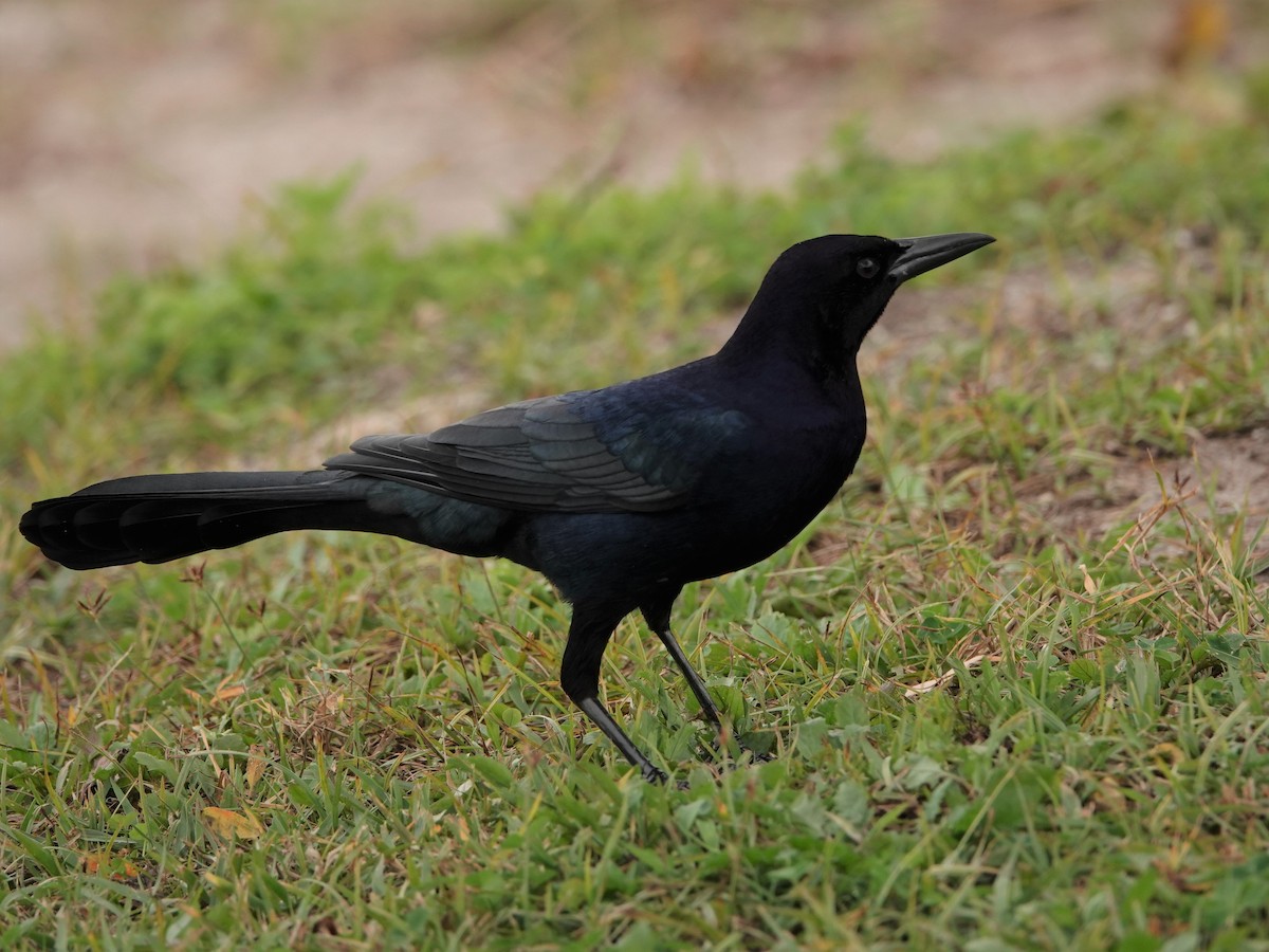 Boat-tailed Grackle - ML519482031