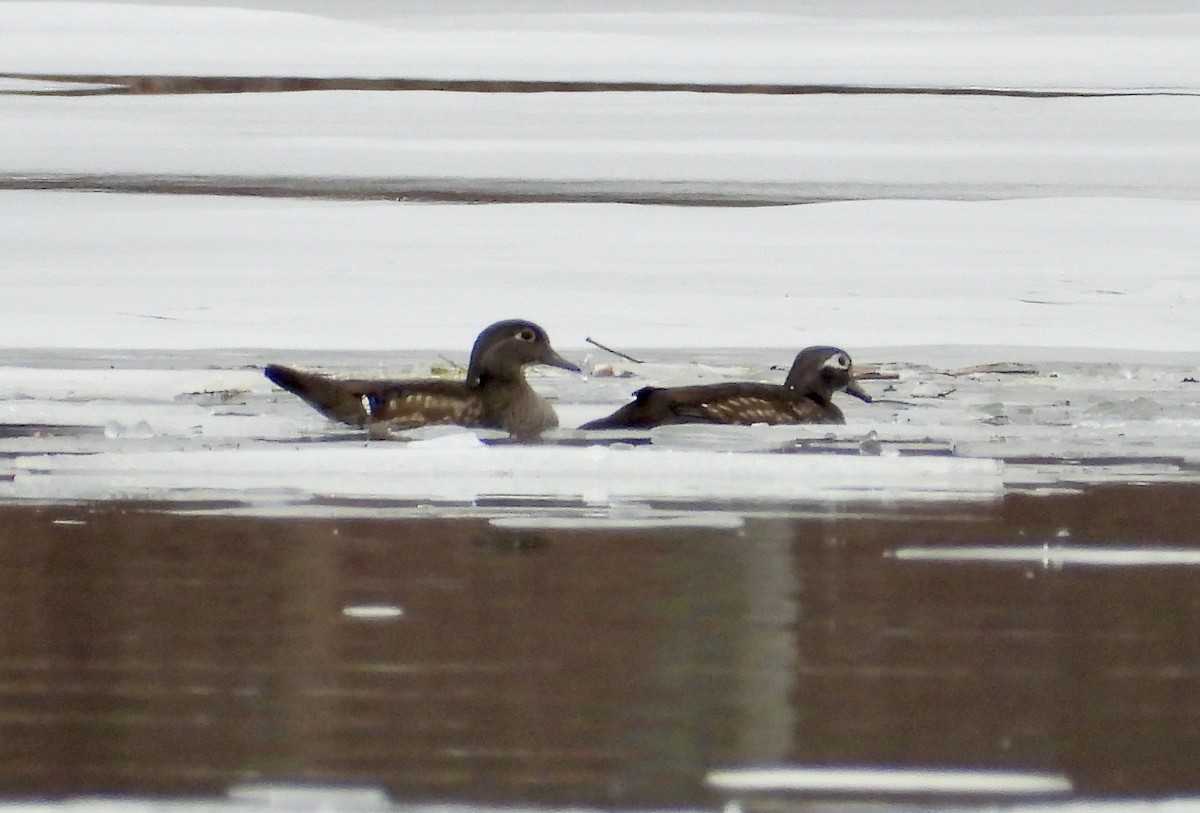 Wood Duck - ML519482651