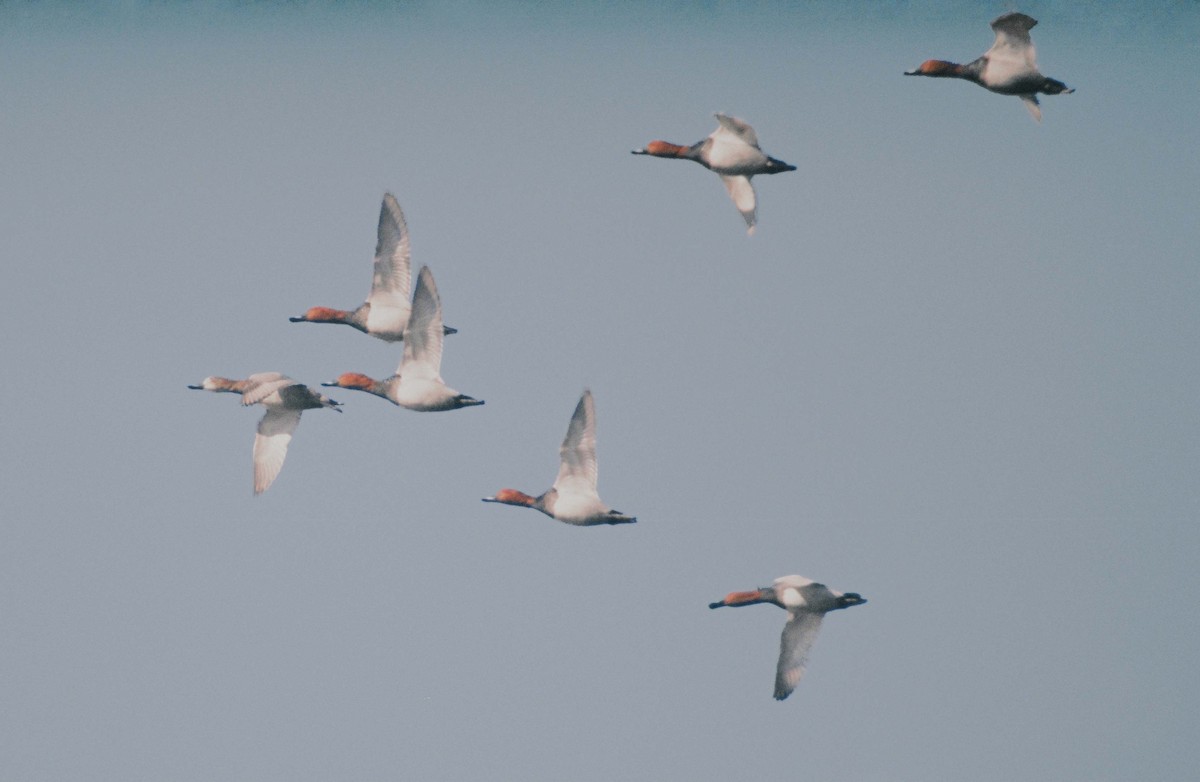 Common Pochard - ML51948291