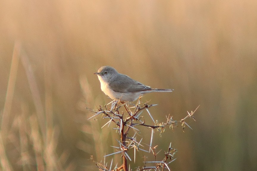 Asian Desert Warbler - Samiran  Jha