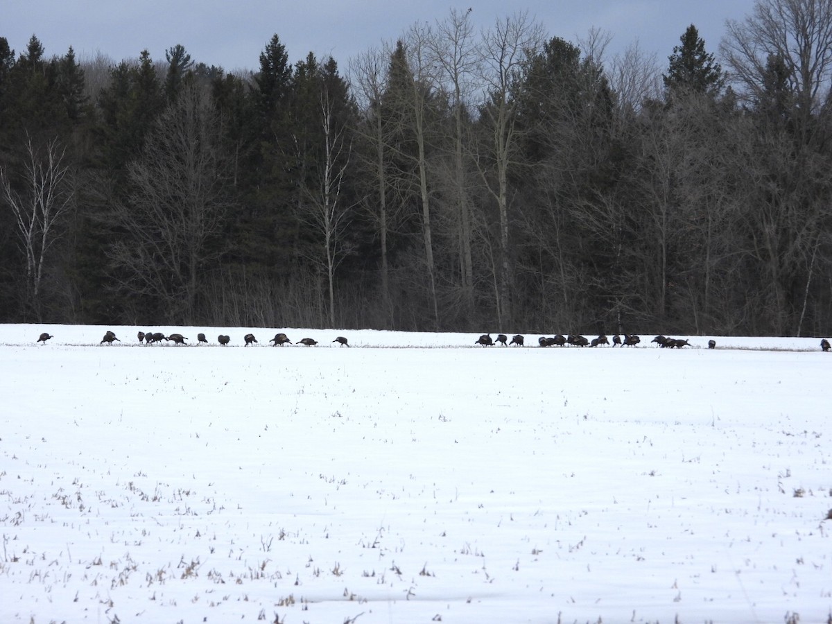 Wild Turkey - Pauline DesRosiers 🦉