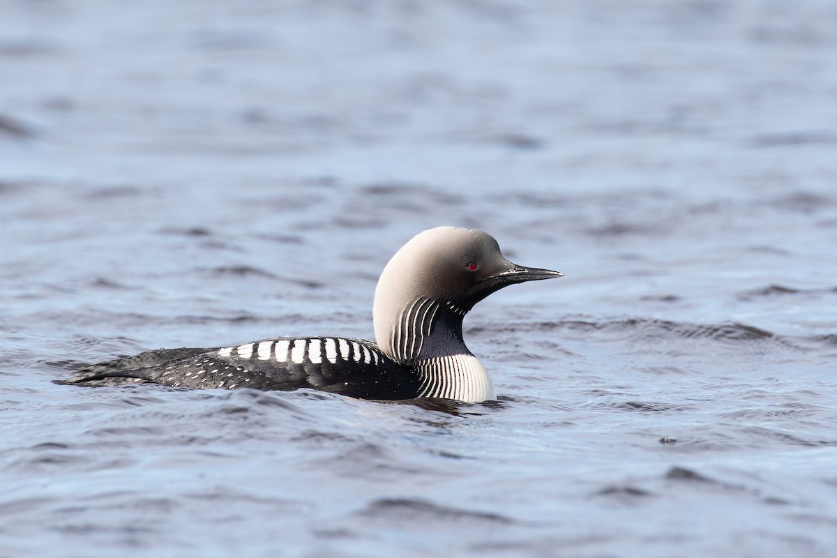 Pacific Loon - ML519485271