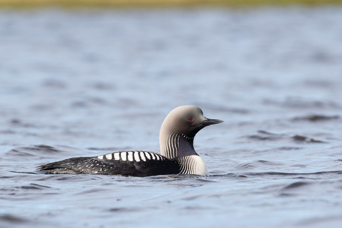 Pacific Loon - ML519485291