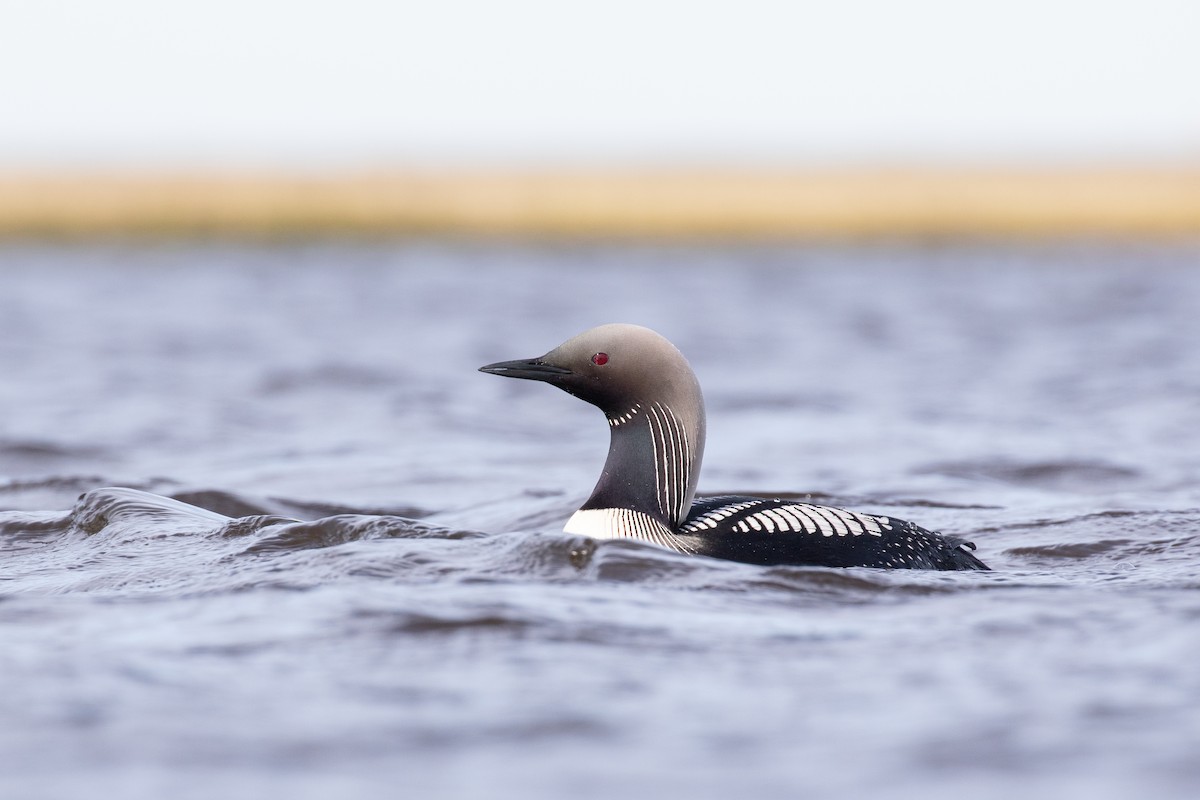 Pacific Loon - ML519485351