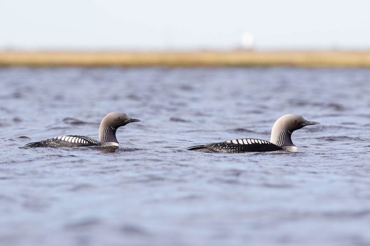 Pacific Loon - ML519485361