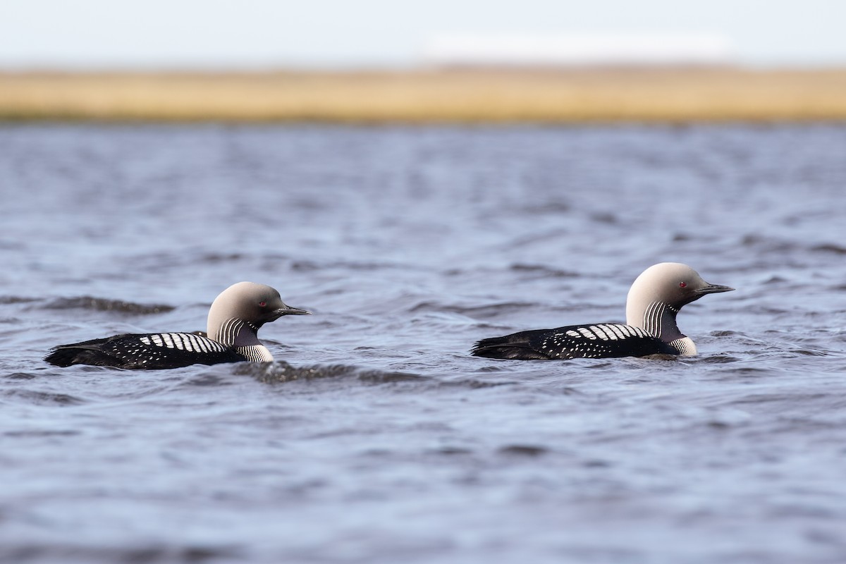 Pacific Loon - ML519485371