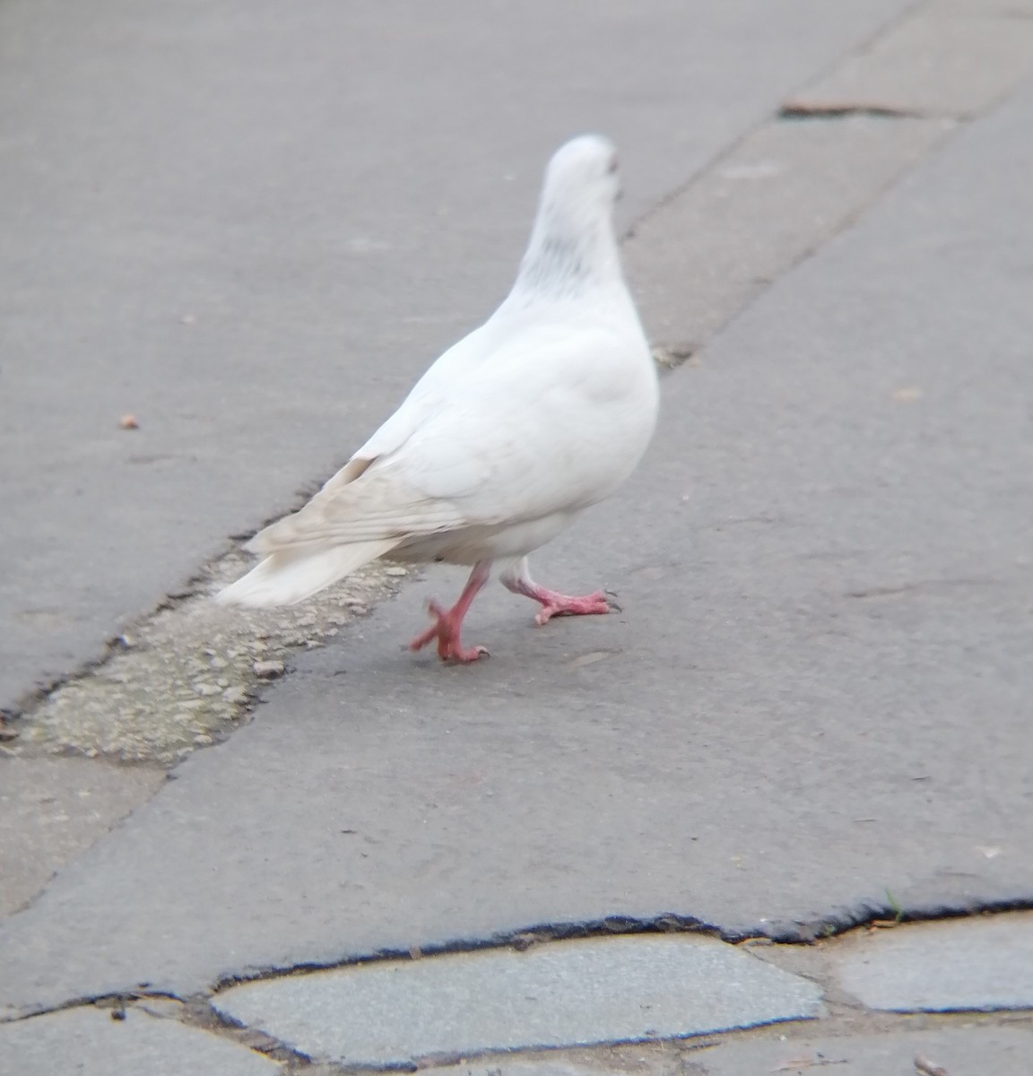 Rock Pigeon (Feral Pigeon) - ML519485391